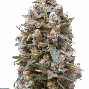 00 Kush