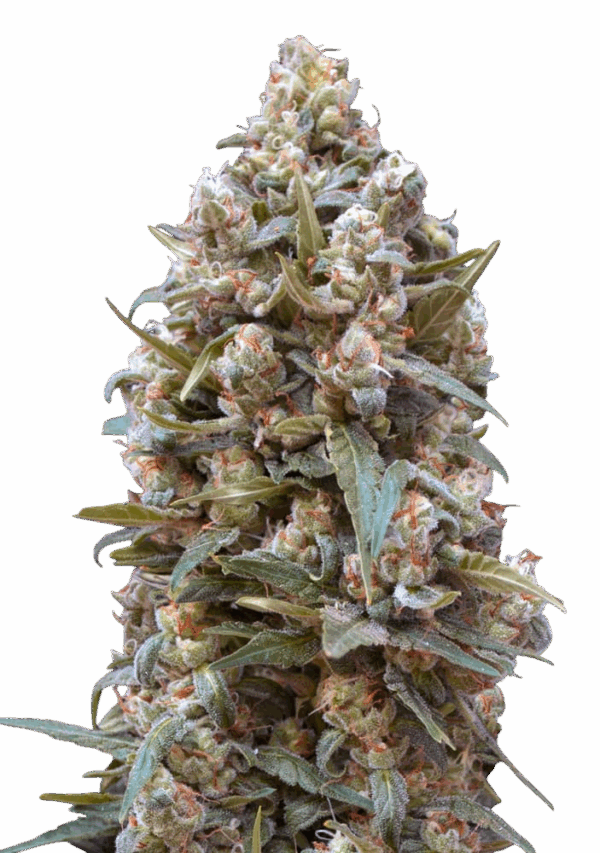 00 Kush