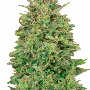 00 Skunk