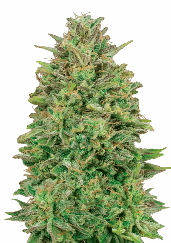 00 Skunk