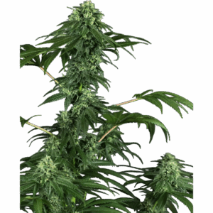 420 Punch