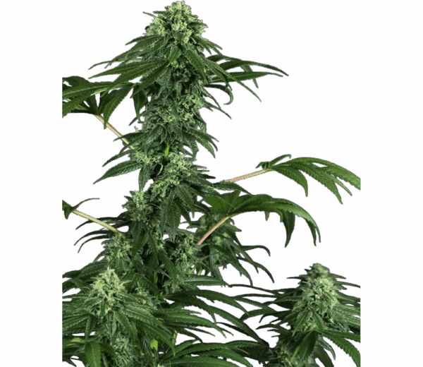 420 Punch