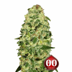 Auto California Kush