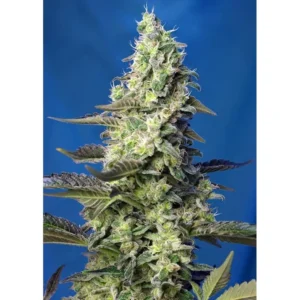 Green Poison XL Auto