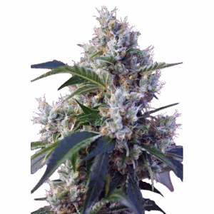 Indigo Berry Kush 3+1