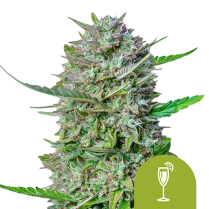 Mimosa Auto