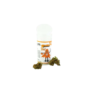 Flores Orange Bud