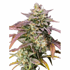Purple Punch OG