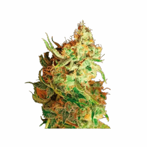 Red Dragon