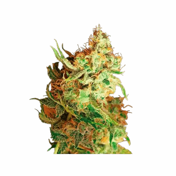 Red Dragon