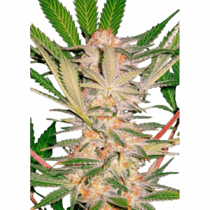 S.A.D S.1