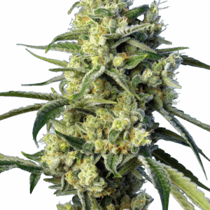 Amnesia Haze