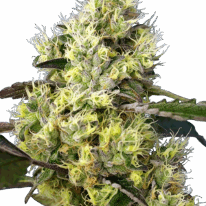 Gelato auto