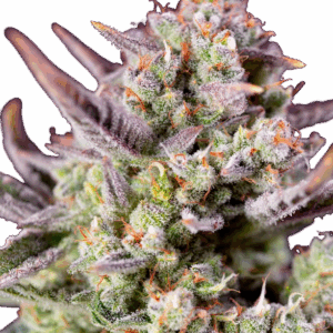Sweet Zenzation SL Auto