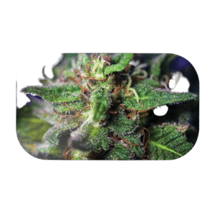 Mag Slaps Mediana Blue Dream