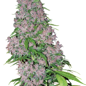 Purple Bud